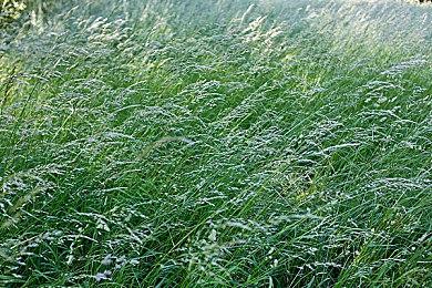 《上古卷轴ol》官方宣布 游戏玩家突破2100万